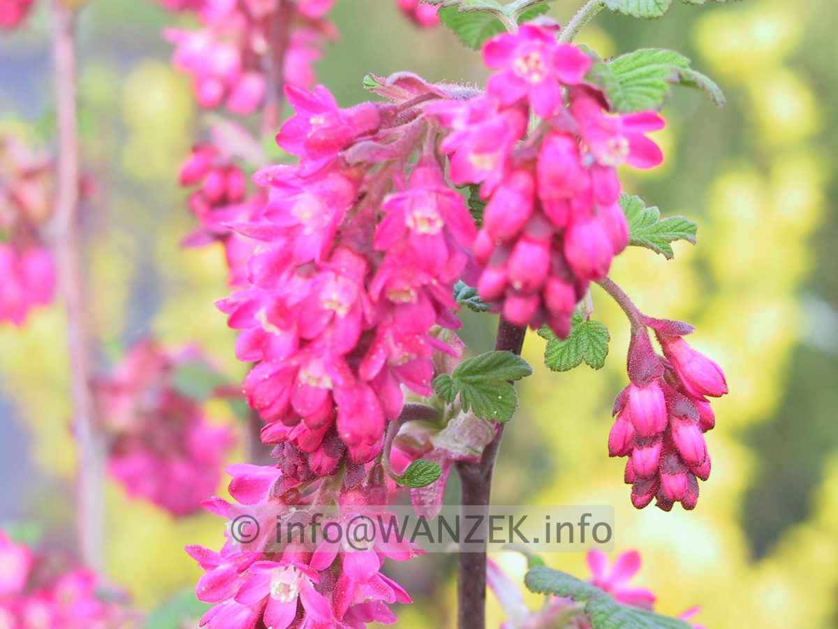 Ribes sanguineum Koja 04.JPG